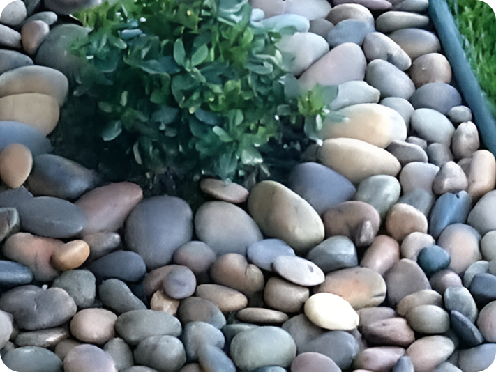 Pebbles surrounding a small green bush.