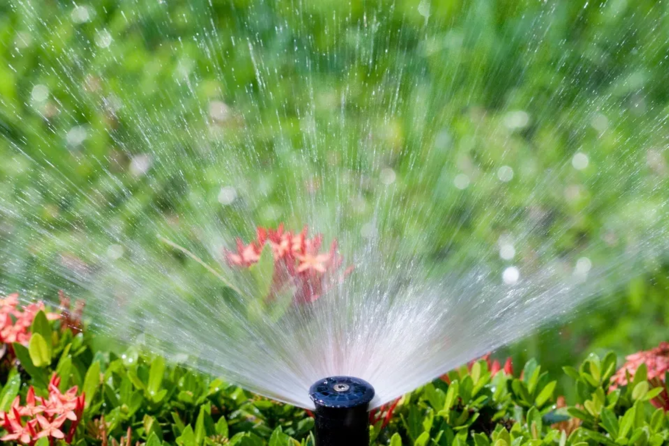 Garden sprinkler watering green plants